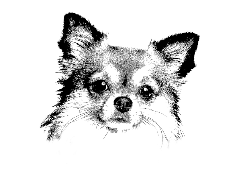 chihuahua-dog-cute-pets-small-4704927
