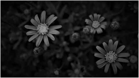 flowers-black-white-background-dark-5136564