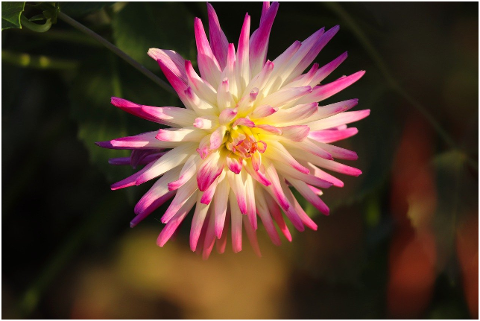 dahlia-flower-plant-petals-6097673