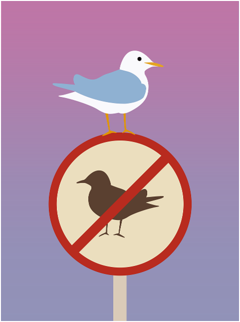 bird-seagull-sign-animal-7282894