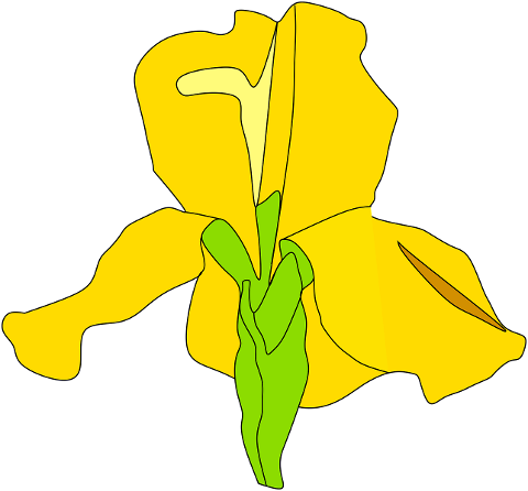 iris-flower-yellow-blossom-spring-7274377