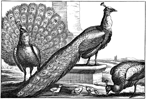 peacocks-birds-animals-line-art-7344731