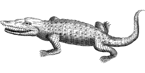 crocodile-alligator-line-art-animal-7378337