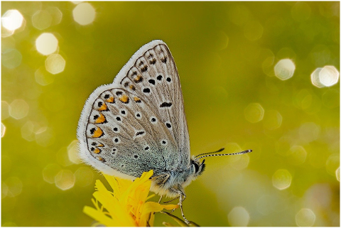 common-blue-butterfly-flower-insect-6126462