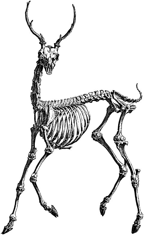antelope-skeleton-line-art-animal-7156339