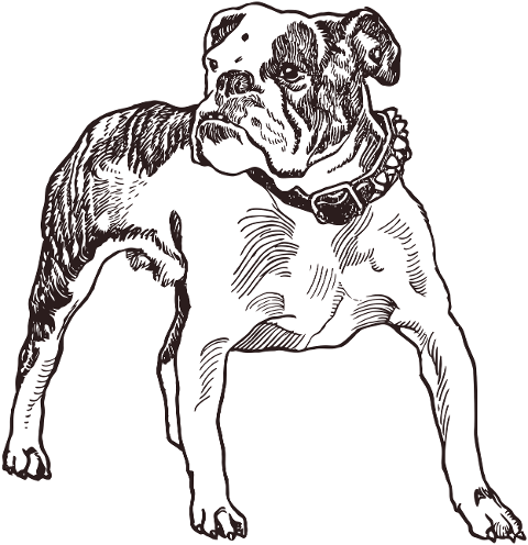 bulldog-dog-line-art-canine-animal-6091165