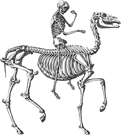 skeleton-man-horse-bones-animal-7136959