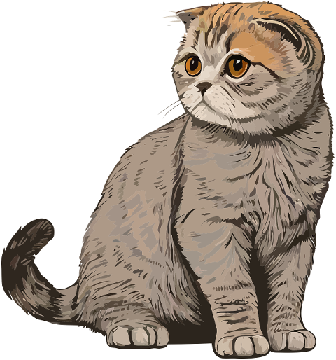 cat-scottish-fold-kitten-kitty-7753428