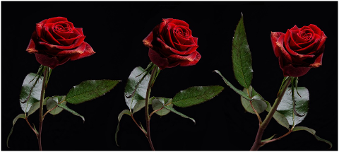 flowers-red-roses-floral-bloom-6143637