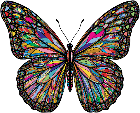 butterfly-insect-animal-flourish-9574668