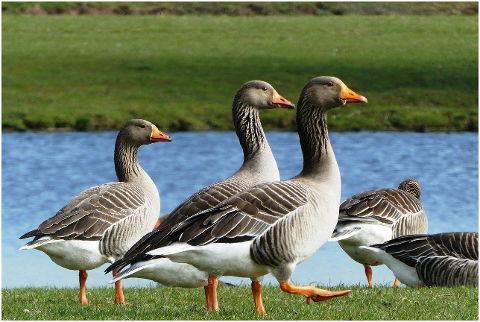 geese-birds-meadow-waddling-6054080