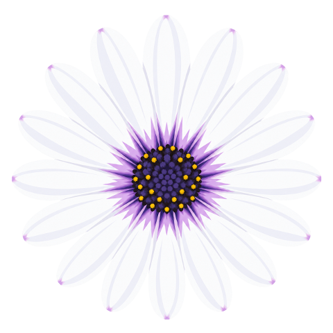 african-daisy-white-flower-10480260