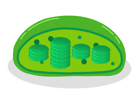 chloroplasts-cell-biology-6258213