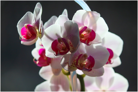 orchid-ornamental-plant-orchidaceae-6022030