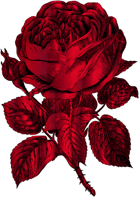 rose-flower-sketch-floral-plant-7136836