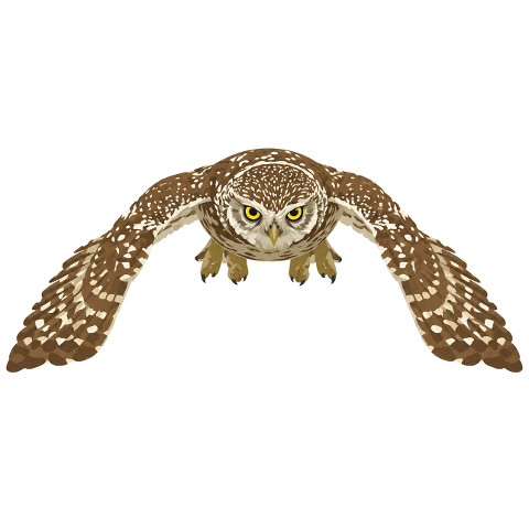 owl-little-owl-bird-of-prey-flight-10353930