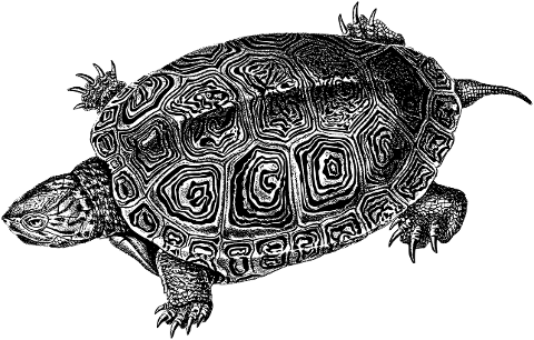 sea-turtle-animal-line-art-marine-7923608