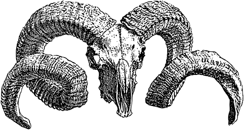 ram-skull-line-art-animal-sheep-7156390