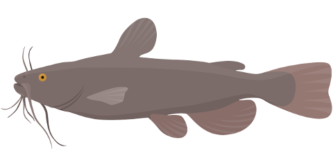 catfish-fish-animal-nature-9412522