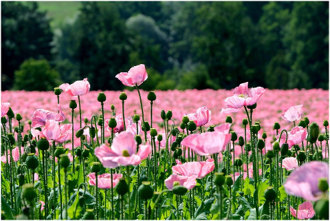 poppy-flowers-field-buds-6053845