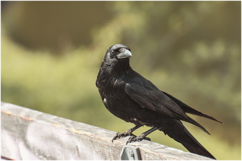 crow-bird-raven-bird-carrion-crow-6054051