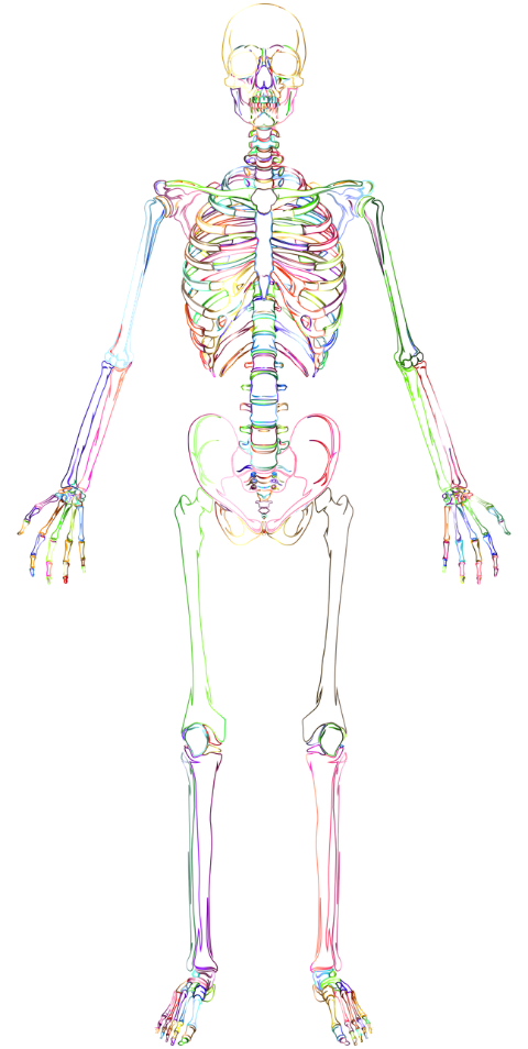 skeleton-bones-skeletal-6522599