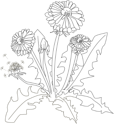 dandelion-flower-plant-petals-7237639