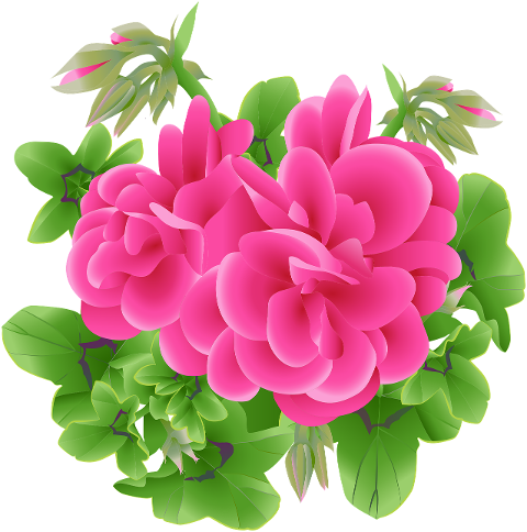 geranium-flowers-plant-petals-6304444
