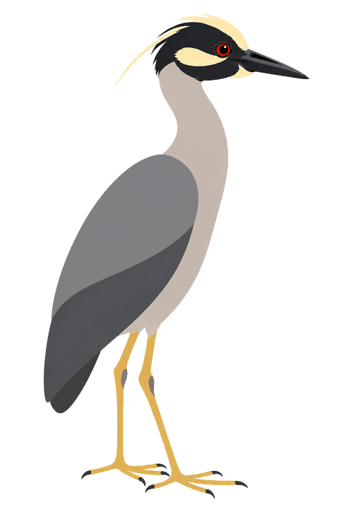 yellow-crown-night-heron-10453769