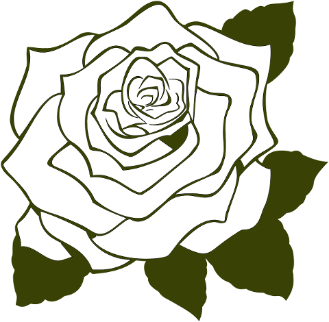 rose-flower-drawing-petals-bloom-7146695