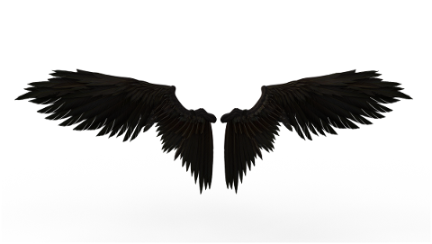 wings-fly-isolated-transparent-4832551