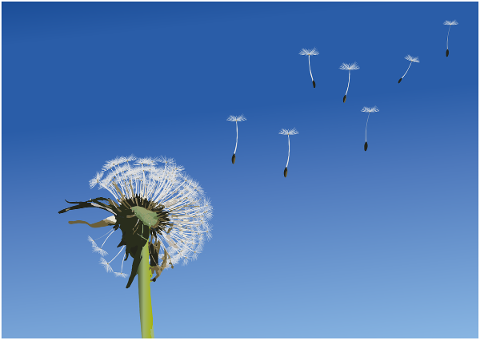 dandelion-seeds-spring-nature-5227938