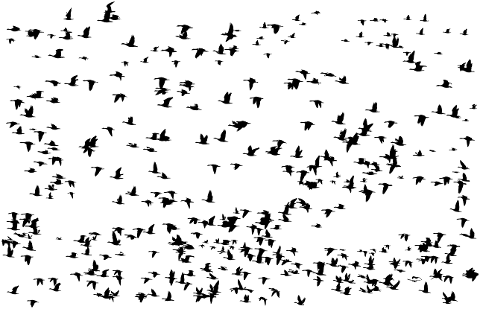 geese-birds-silhouette-goose-4101651
