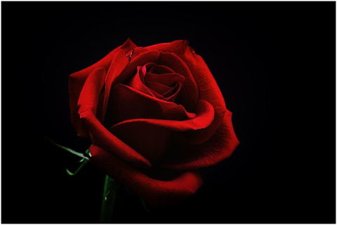 flower-red-rose-love-garden-bloom-4781348