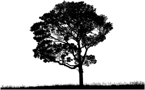 tree-landscape-silhouette-plant-4610154