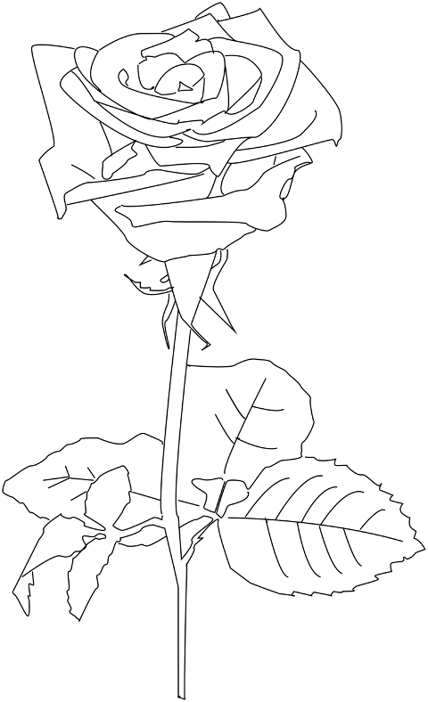 rose-flower-plant-petals-bloom-7237637