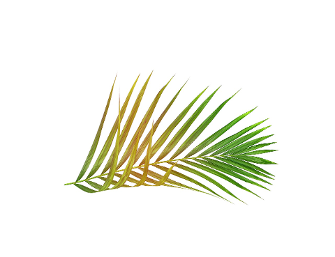palm-leaf-leaves-green-tropical-4324139