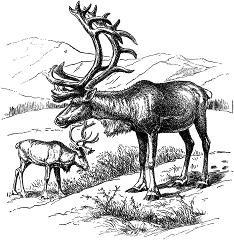 reindeer-animal-line-art-deer-5192707