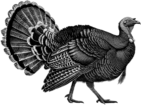 turkey-bird-animal-ornithology-9804833