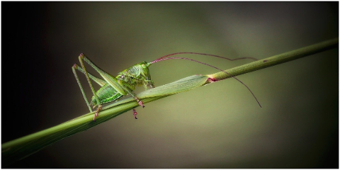 grasshopper-viridissima-insect-4983330