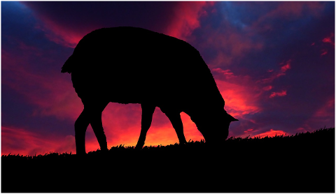sunset-animal-sheep-nature-4601230