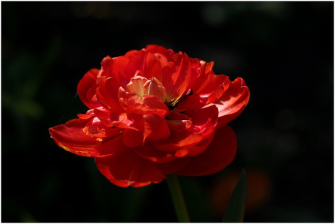 tulipa-sunlover-red-spring-bulb-5043845