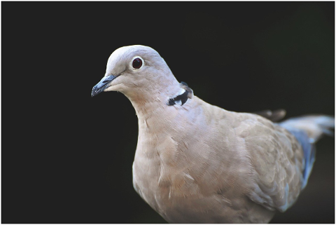 dove-ringdove-bird-animal-foraging-4846271