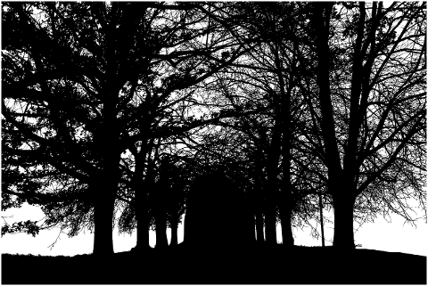 forest-trees-silhouette-landscape-6810571