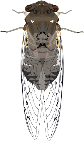cicada-insect-animal-nature-wings-4272423