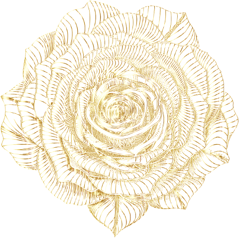 rose-flower-plant-line-art-nature-9604584