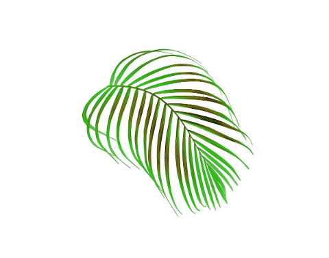 palm-leaf-foliage-tropical-green-4804289