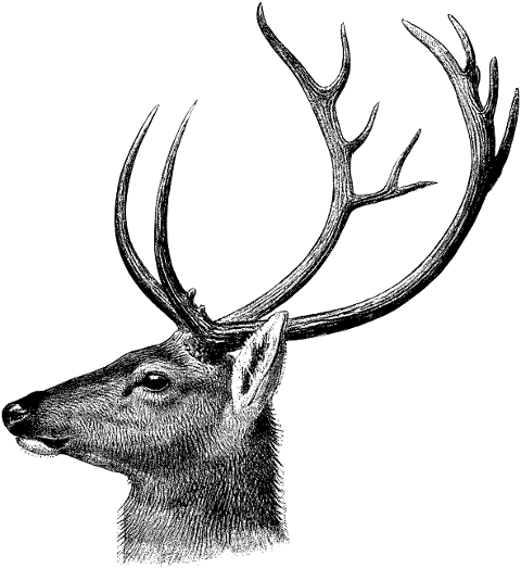 stag-deer-head-antlers-animal-7136885