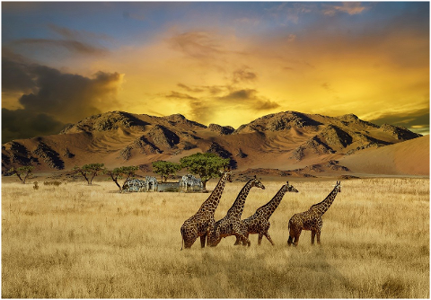 giraffes-zebras-safari-sunset-6233403