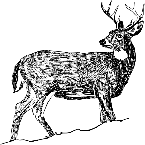 deer-buck-animal-antlers-line-art-8043732